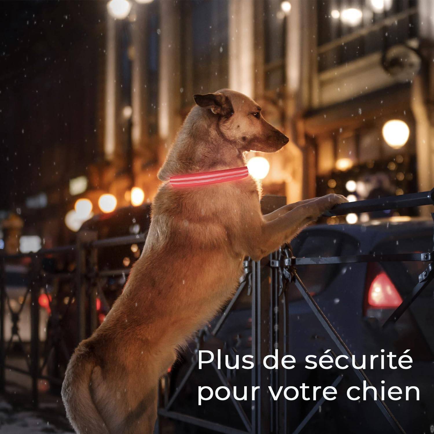Petsation - Collier Lumineux pour Chien - Rechargeable par USB - Nylon renforcé - Haute Qualité, Stabilité & Sécurité (rouge L) - Petsation - Imagen 7