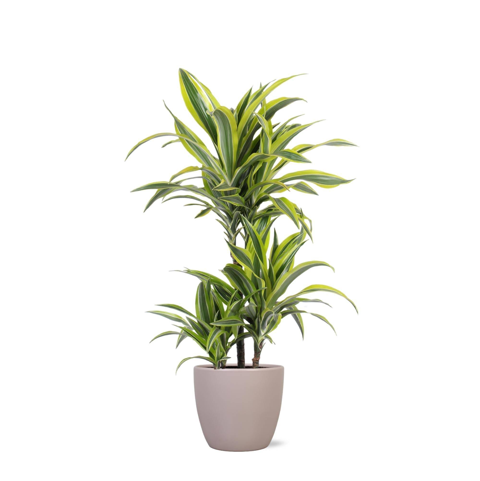 La Green Touch - Dracaena Lemon Lime et son pot- La Green Touch Gris - Hauteur 65cm