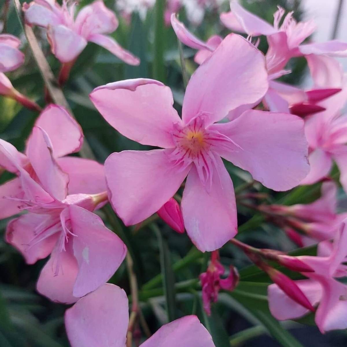 Promesse de Fleurs - Laurier-rose Magaly – Nerium oleander Pot de 7,5L/10L