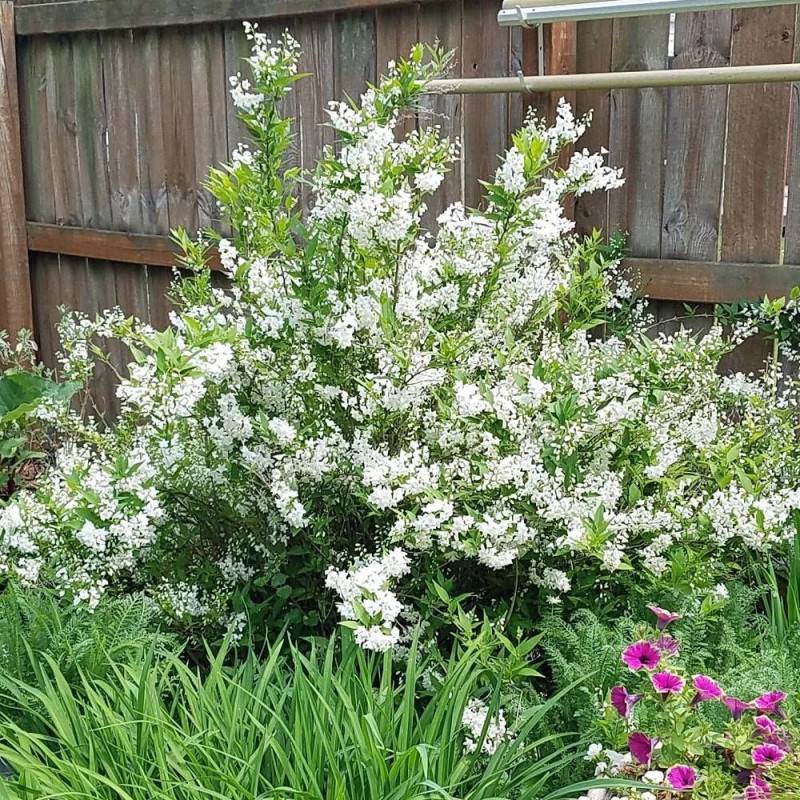 Deutzie gracilis, Deutzia à fleurs Blanche - feuillage Caduc - Pot de 3L - 20/40 cm-  hauteur à maturité De 1,50 m à 2,00 m - Image 1