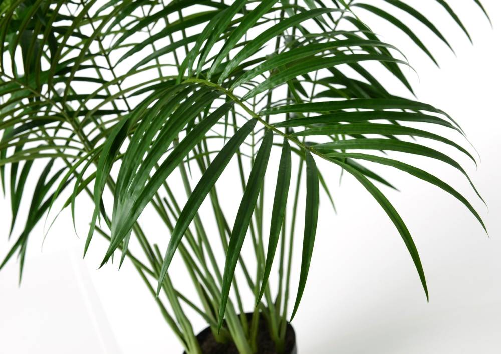 Palmier Areca 200 cm - Image 2