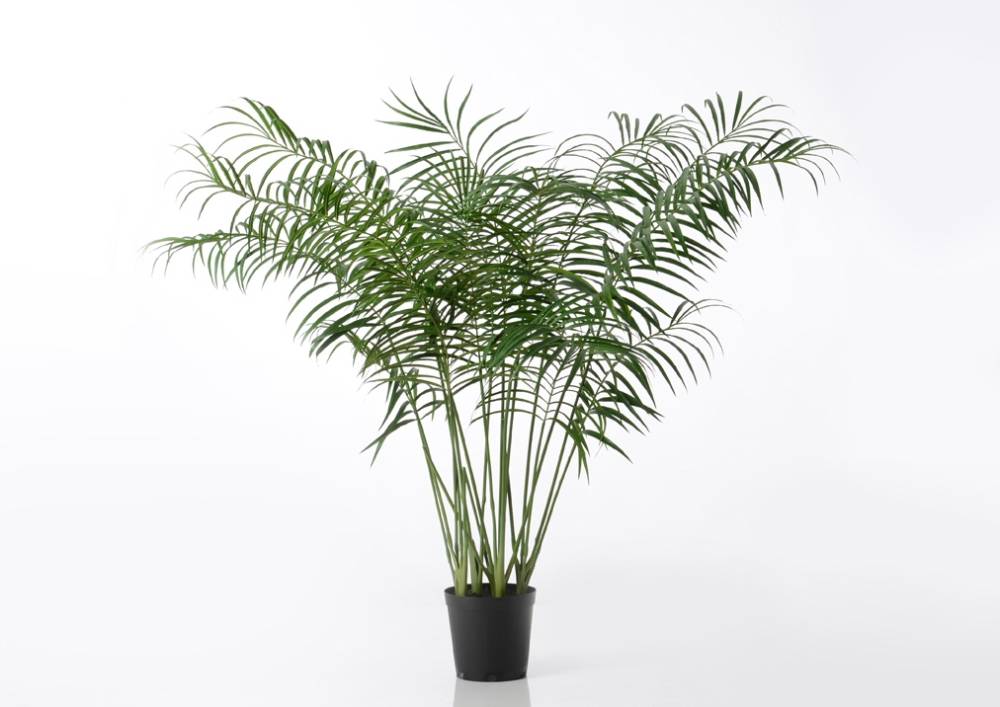 Palmier Areca 200 cm - Image 1