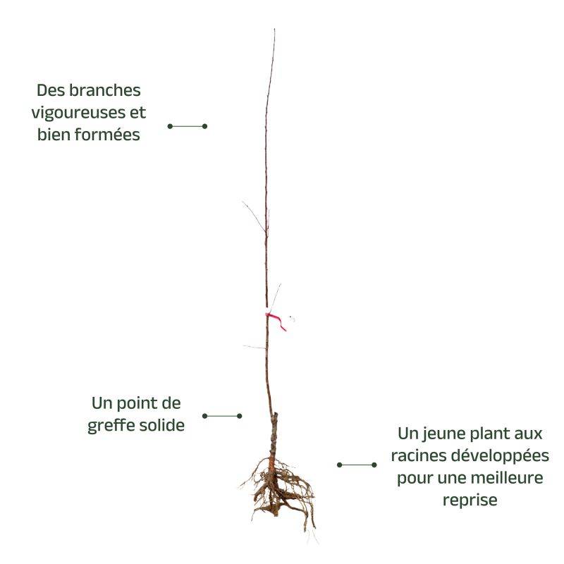 Amandier 'Texas' (Prunus dulcis 'Texas') - Scion de 80 à 100cm - Pépinières Naudet - Imagen 3