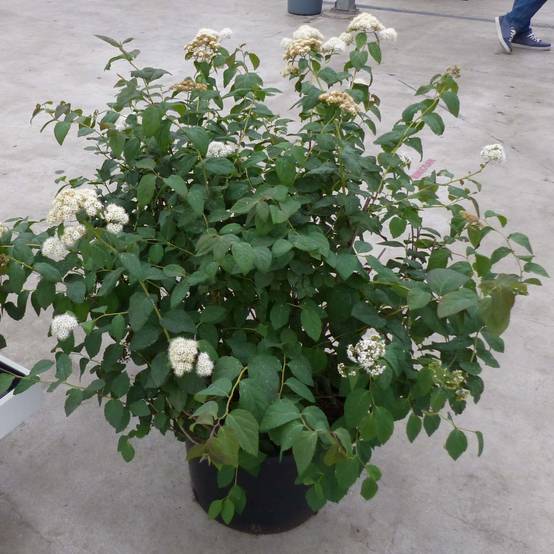Spirée Double Play Blue Kazoo - Spiraea japonica Pot de 2L/3L - Image 1