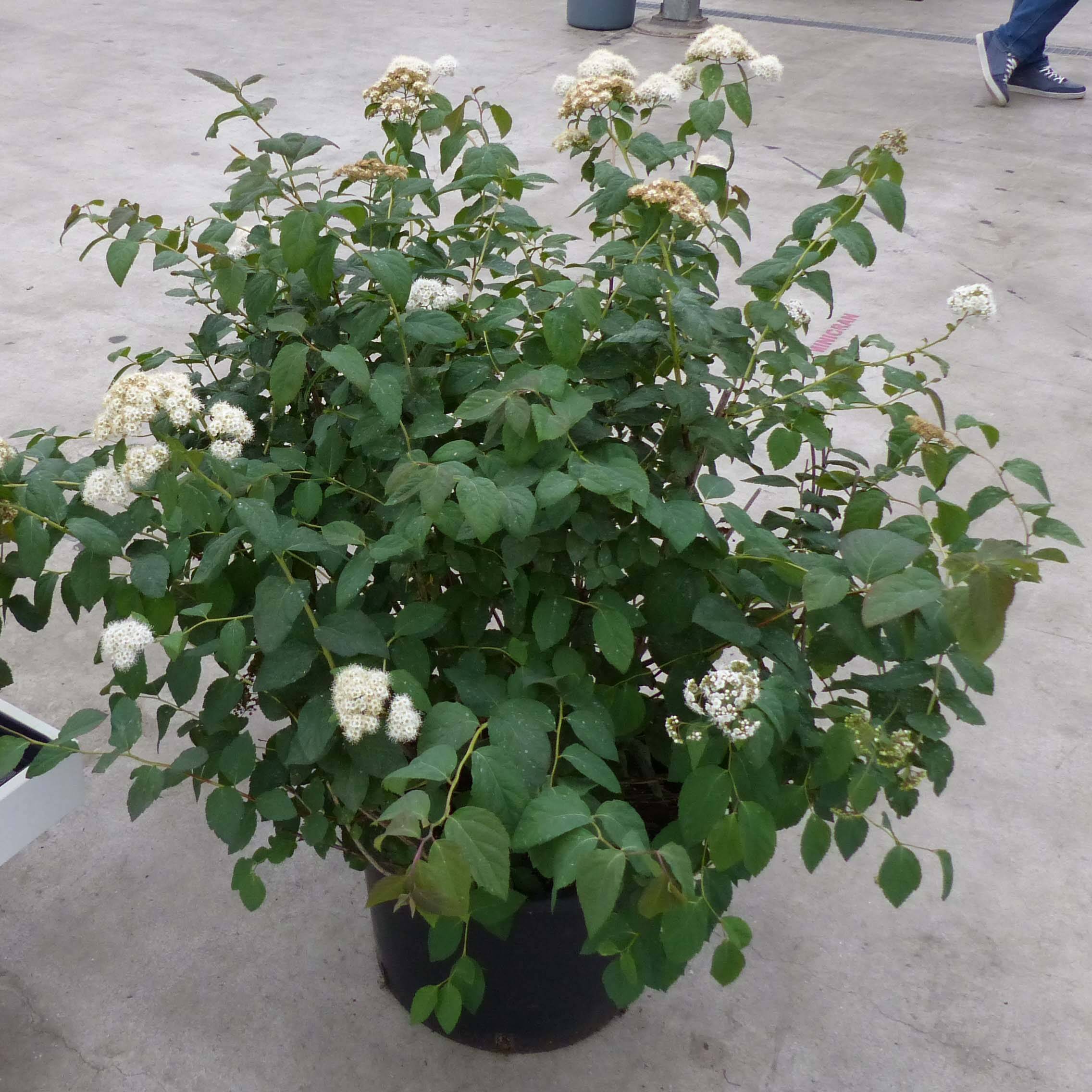 Spirée Double Play Blue Kazoo - Spiraea japonica Pot de 2L/3L - Image 1