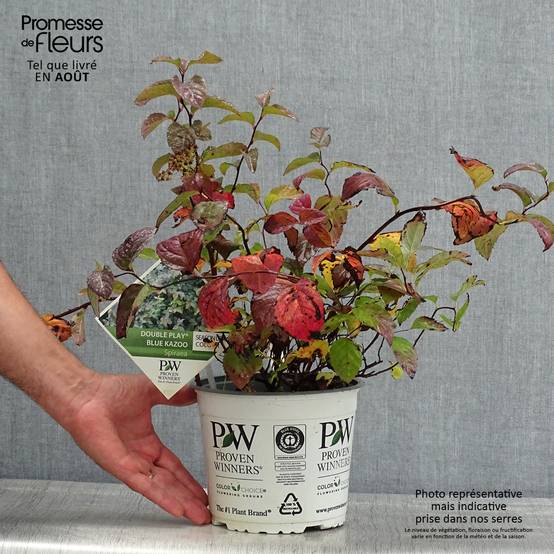 Spirée Double Play Blue Kazoo - Spiraea japonica Pot de 2L/3L - Image 2