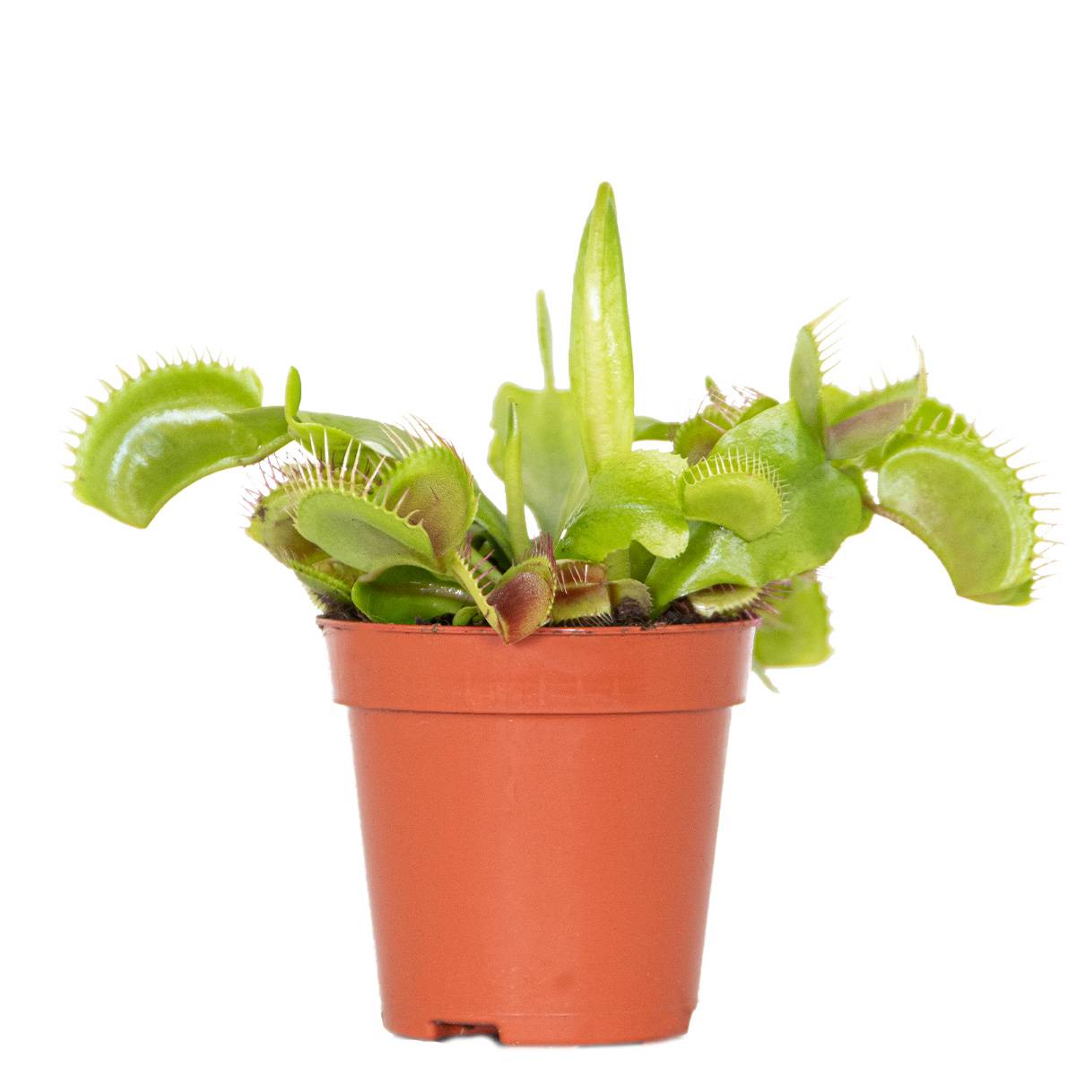 Dionaea Muscipula - Dionée Attrape-Mouche - Plante Carnivore - H. 5-10 cm - P. 6 cm - Image 1