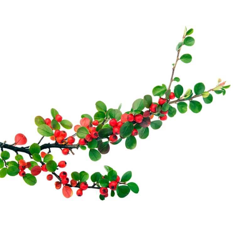 Cotoneaster rampant (Cotoneaster horizontalis) - Godet - Taille 13/25cm - Pépinières Naudet - Imagen 3