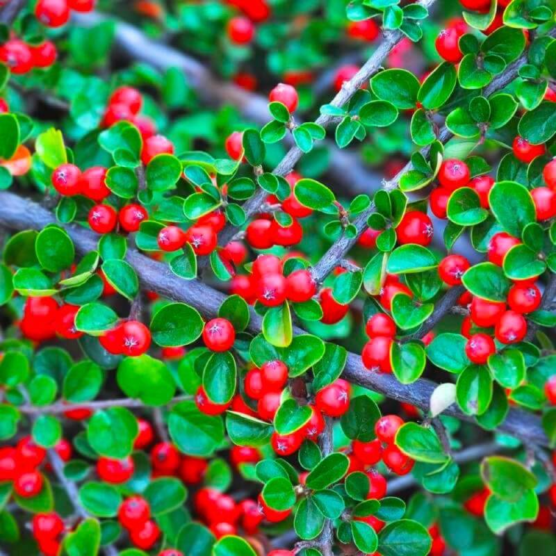 Cotoneaster rampant (Cotoneaster horizontalis) - Godet - Taille 13/25cm - Pépinières Naudet