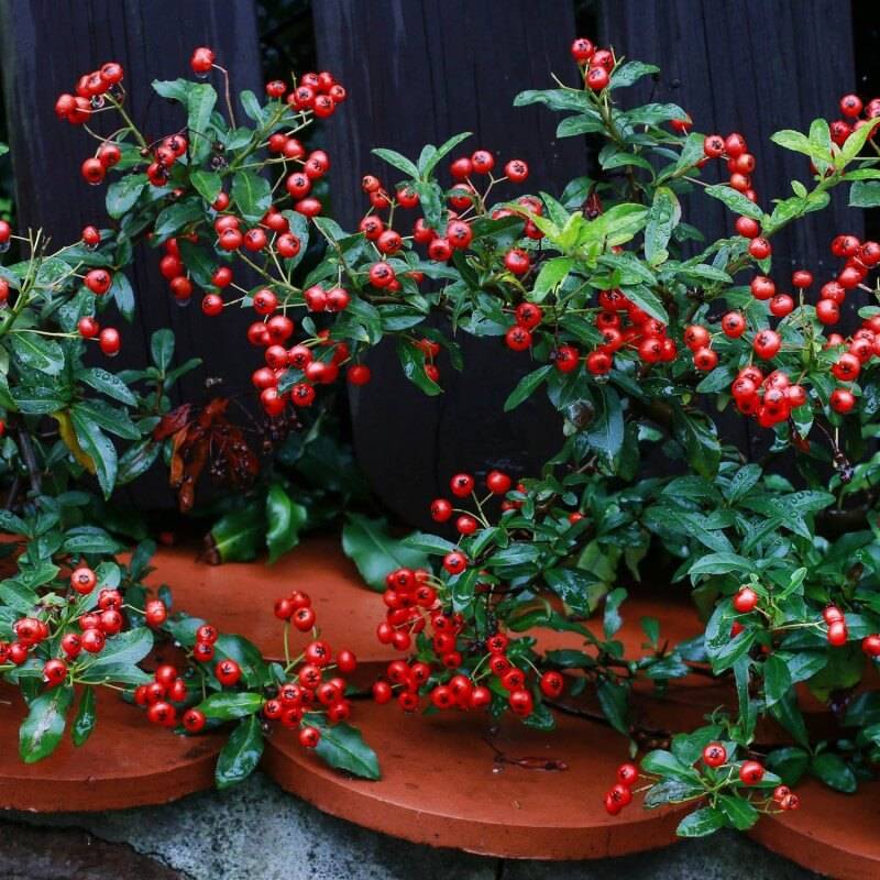 Cotoneaster rampant (Cotoneaster horizontalis) - Godet - Taille 13/25cm - Pépinières Naudet - Imagen 2