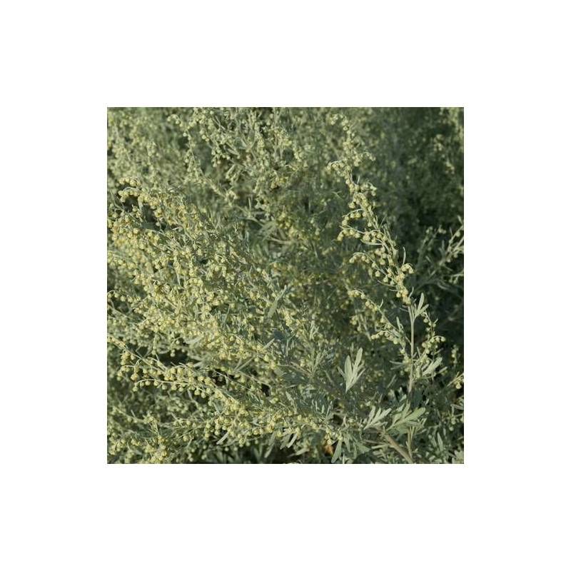 Absinthe Lambrook Silver à fleurs Blanche - feuillage Persistant - Godet - 5/20 cm-  hauteur à maturité De 0,50 m à 1,00 m - Imagen 1