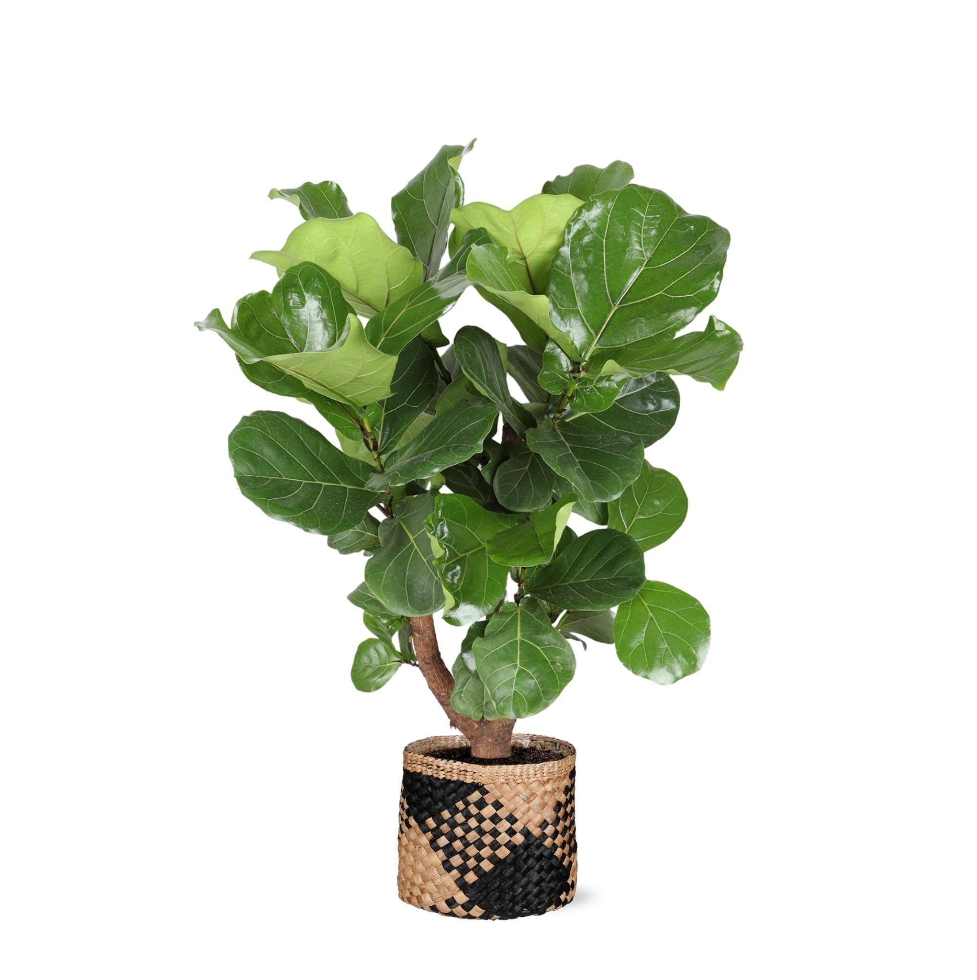 Ficus Lyrata et son pot- La Green Touch Panier naturel Noir - Hauteur 110cm