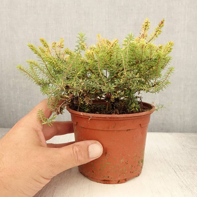 Bruyère d'hiver Winter Belles Tylou - Erica x darleyensis Pot de 1L/1,5L - Image 2
