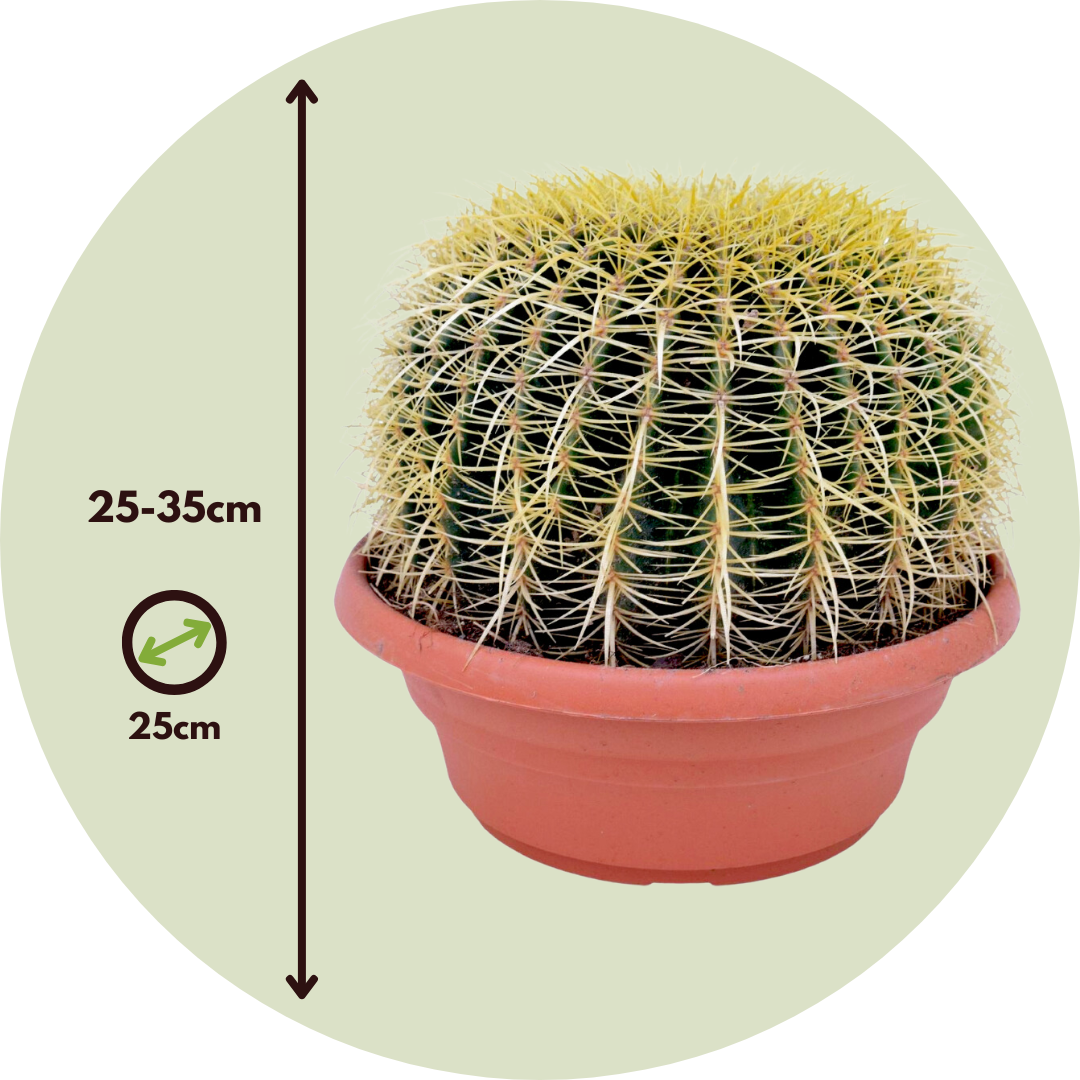 Plant In A Box - Cactus de Noël - Echinocactus grusonii - Hauteur 25-35cm - ⌀25cm - Image 5