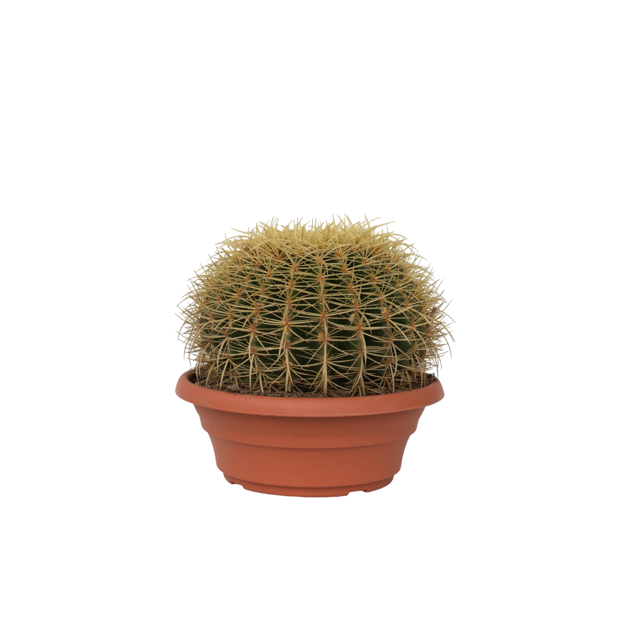 Plant In A Box - Cactus de Noël - Echinocactus grusonii - Hauteur 25-35cm - ⌀25cm - Image 1