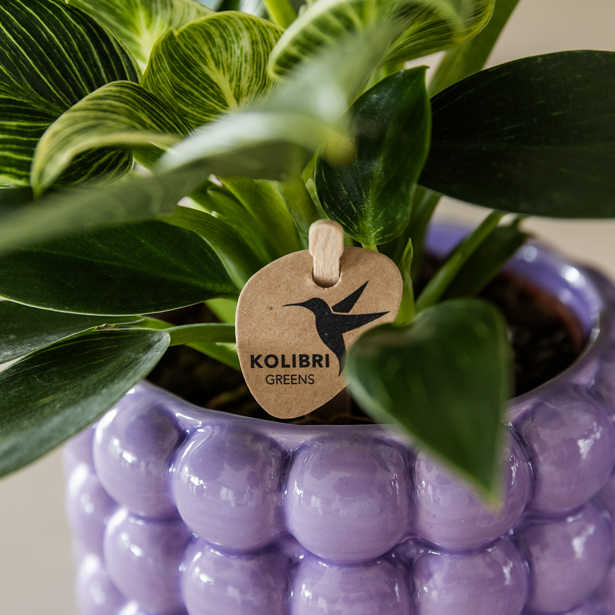 Orchidée Phalaenopsis 'Lausanne' blanche - avec plante verte et cache-pots - Pot de 12cm - Plantes d'intérieur - Image 3