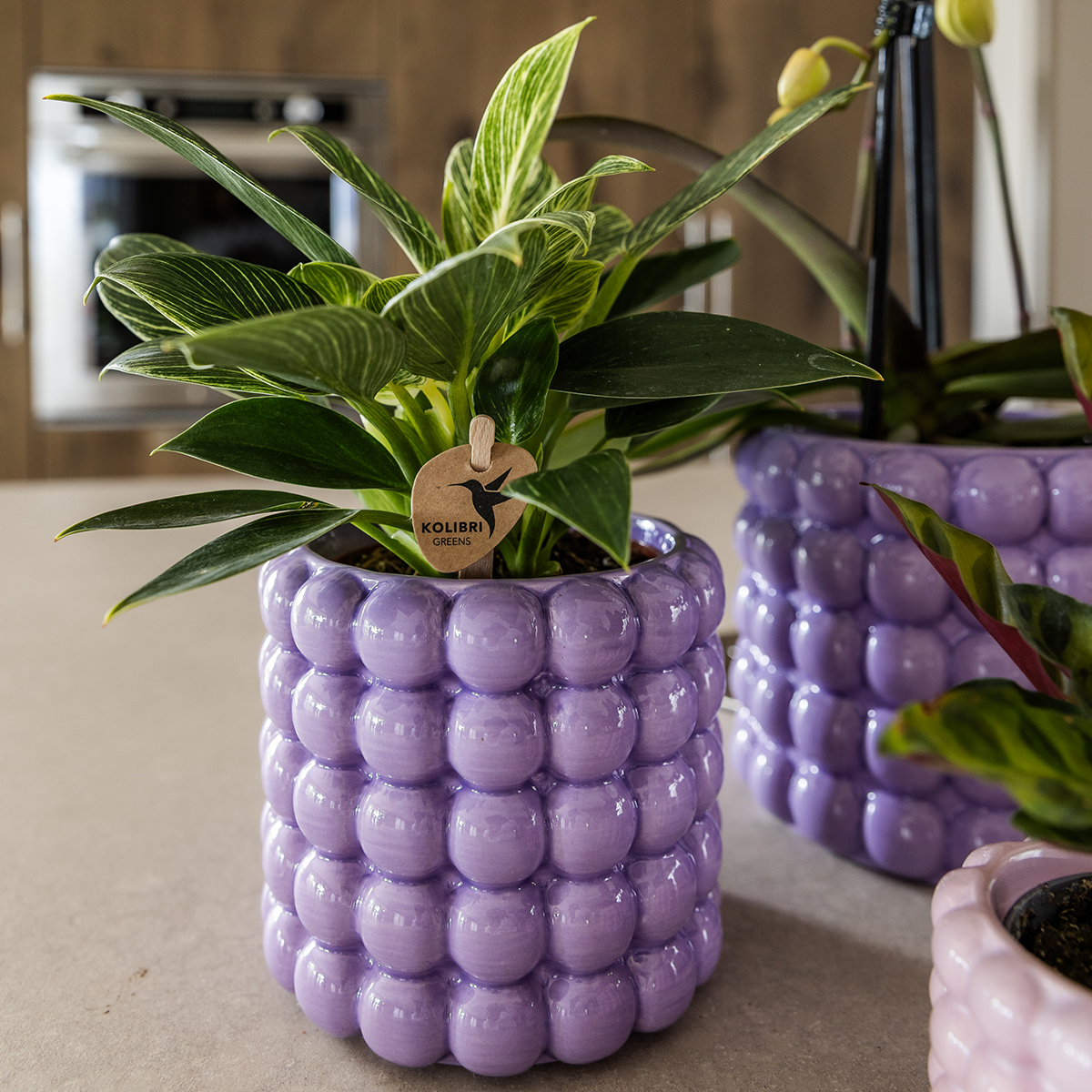 Orchidée Phalaenopsis 'Lausanne' blanche - avec plante verte et cache-pots - Pot de 12cm - Plantes d'intérieur - Image 5