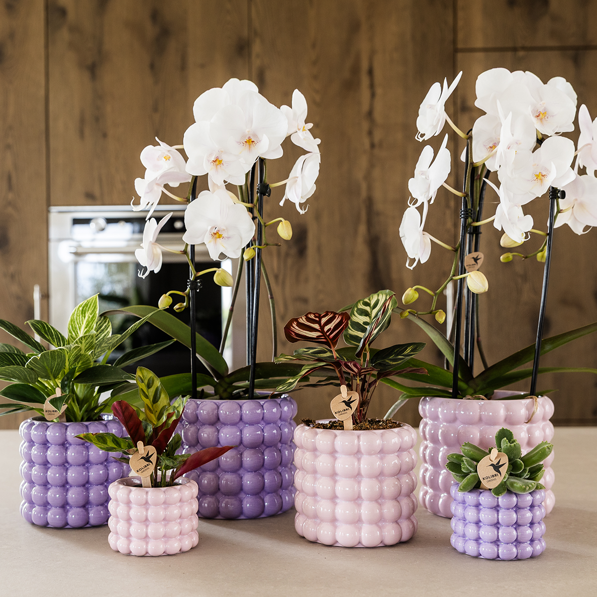Orchidée Phalaenopsis 'Lausanne' blanche - avec plante verte et cache-pots - Pot de 12cm - Plantes d'intérieur - Image 4