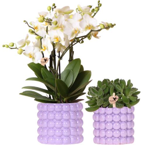 Orchidée Phalaenopsis 'Lausanne' blanche - avec plante verte et cache-pots - Pot de 12cm - Plantes d'intérieur - Image 1
