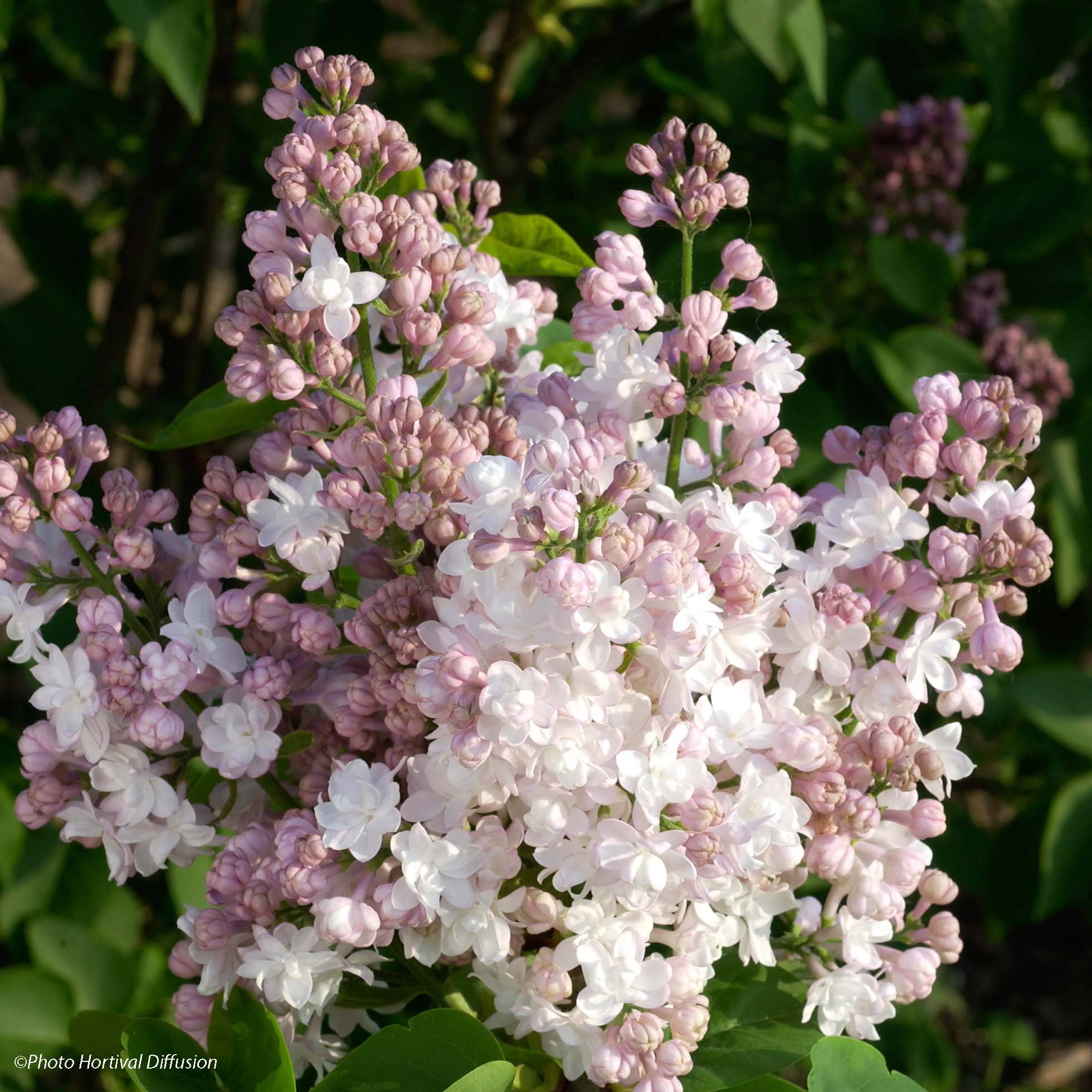 Promesse de Fleurs - Lilas - Syringa vulgaris Belle de Moscou Pot de 4L/5L