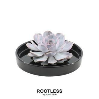 Echeveria Lilacina sans racines en coupelle noire (Ø20cm)- La Green Touch