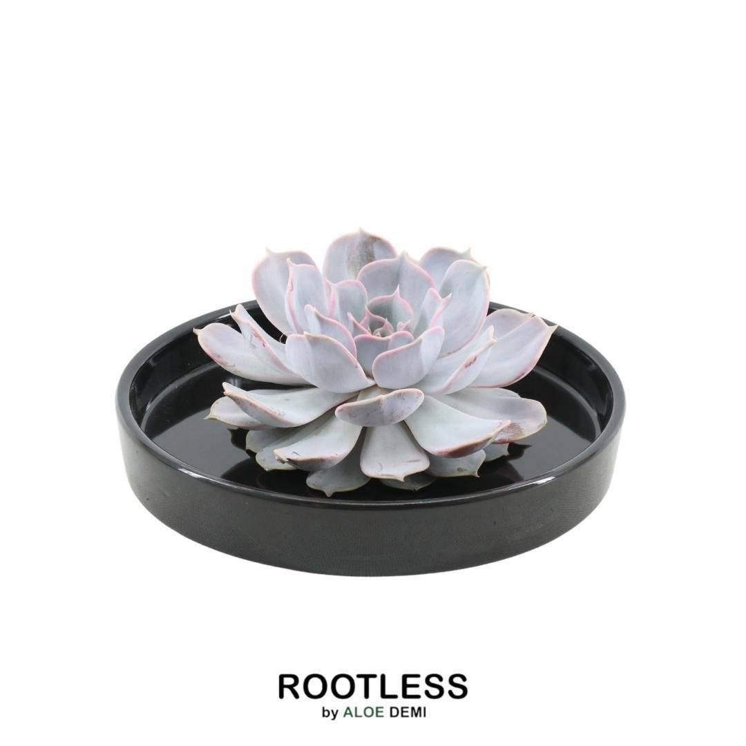 Echeveria Lilacina sans racines en coupelle noire (Ø20cm)- La Green Touch