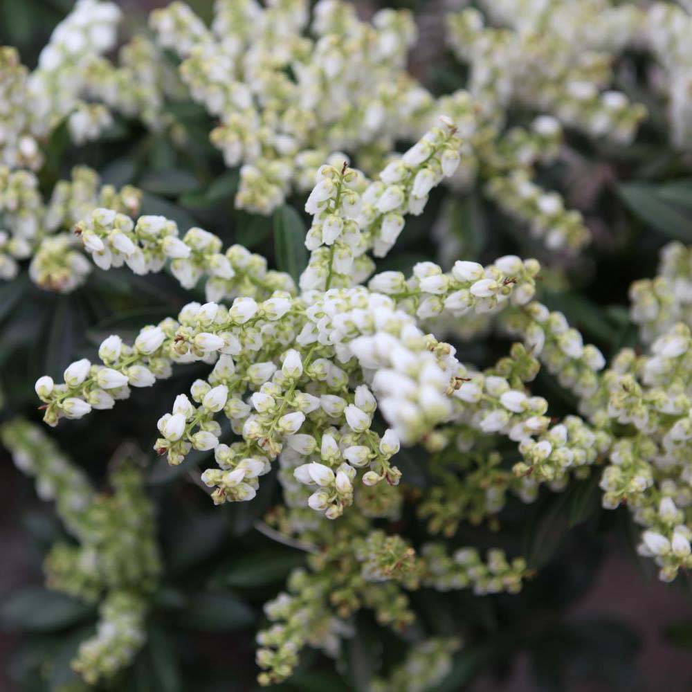 Promesse de Fleurs - Pieris japonica Debutante - Andromède du Japon Pot de 4L/5L
