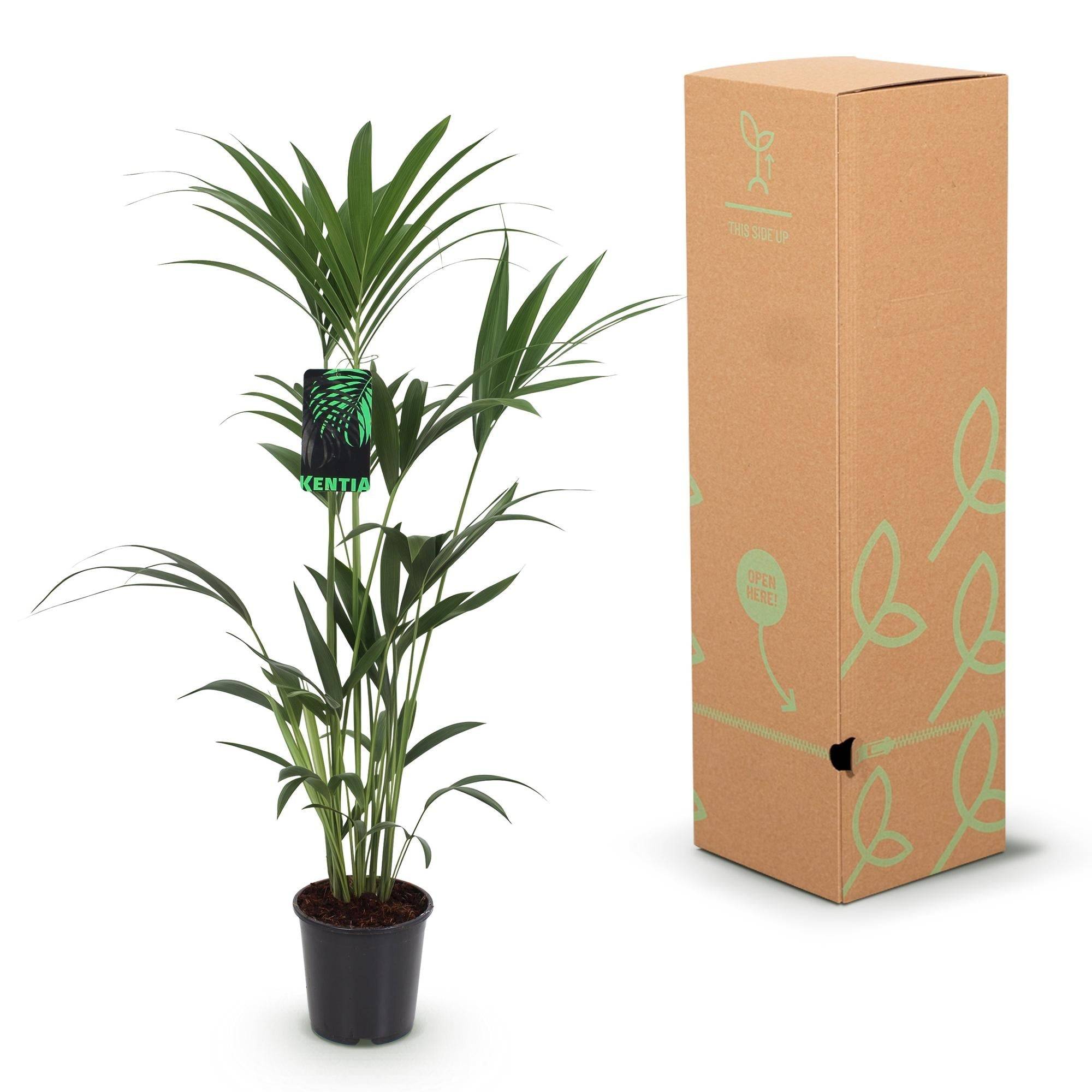 La Green Touch - Kentia Howea Forsteriana - D24 H150cm - Image 6