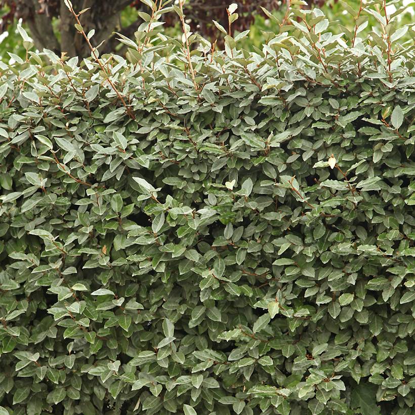 Elaeagnus ebbingei Compacta - Chalef Pot de 2L/3L