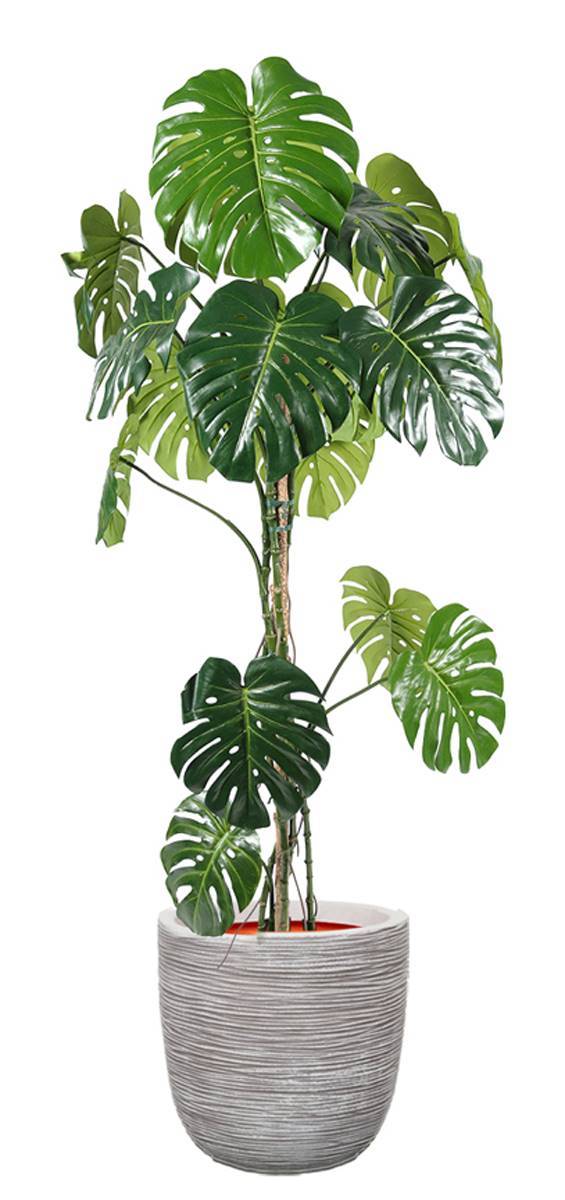 Artificielles - Monstera deliciosa artificielle, sur pied, en pot H 180 cm, D 80 cm - dimhaut: H 180 cm - Imagen 2