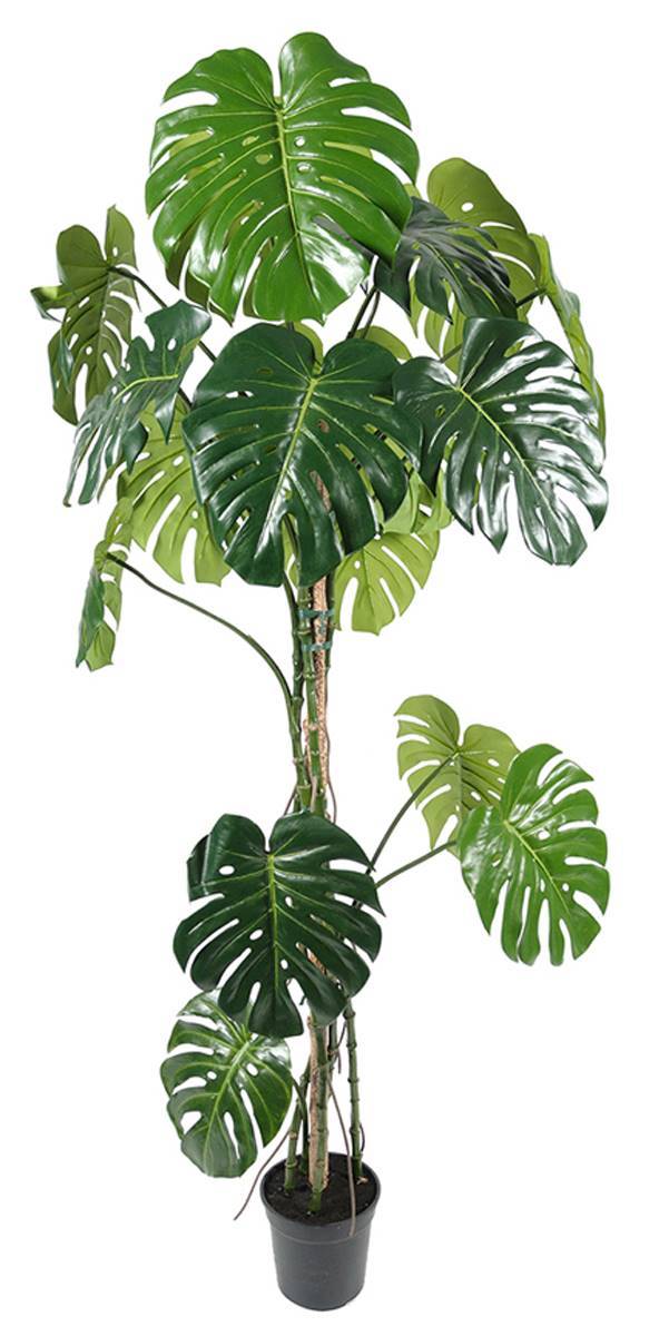 Artificielles - Monstera deliciosa artificielle, sur pied, en pot H 180 cm, D 80 cm - dimhaut: H 180 cm - Imagen 1