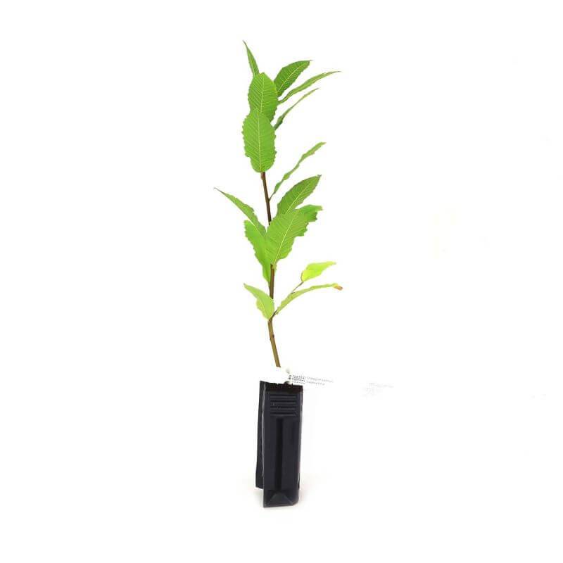 Châtaignier Commun (Castanea Sativa) - Godet - Taille 20/40cm - Pépinières Naudet - Imagen 3