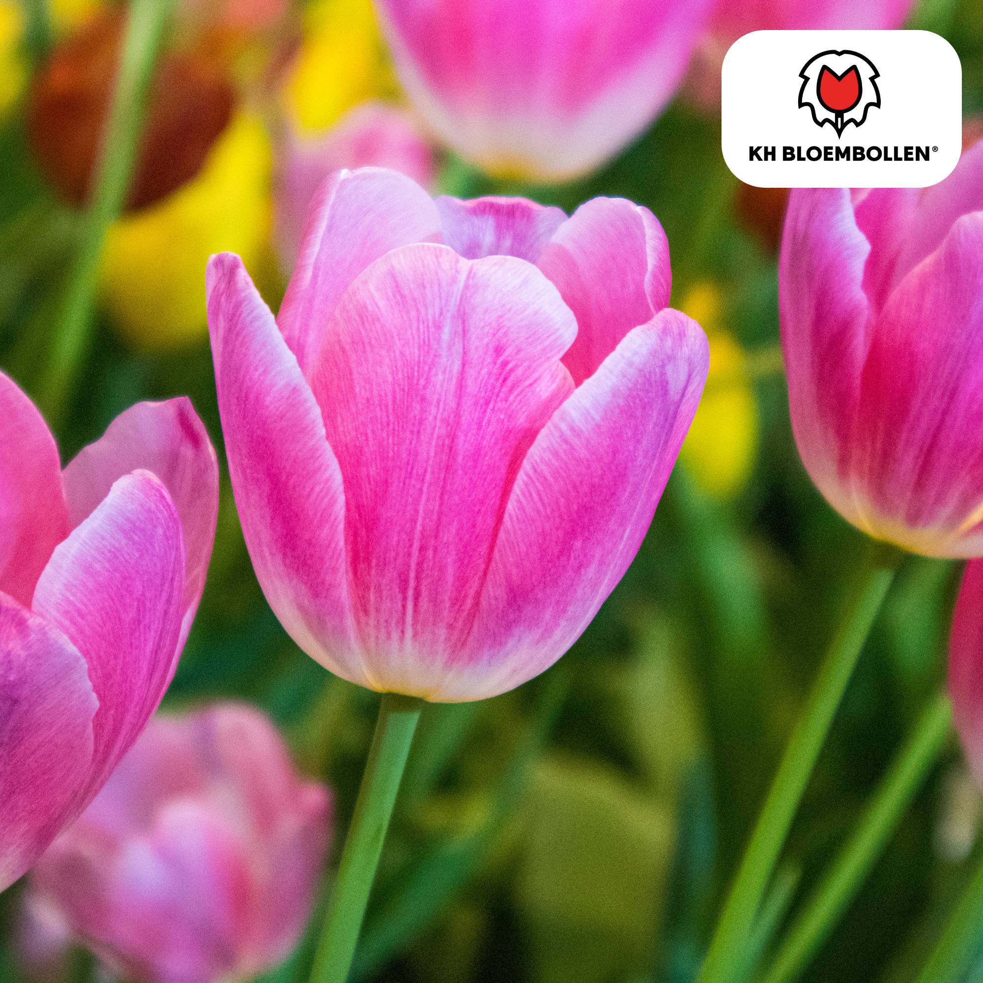 La Green Touch - Tulipe Dynasty - 20 bulbes - Image 1