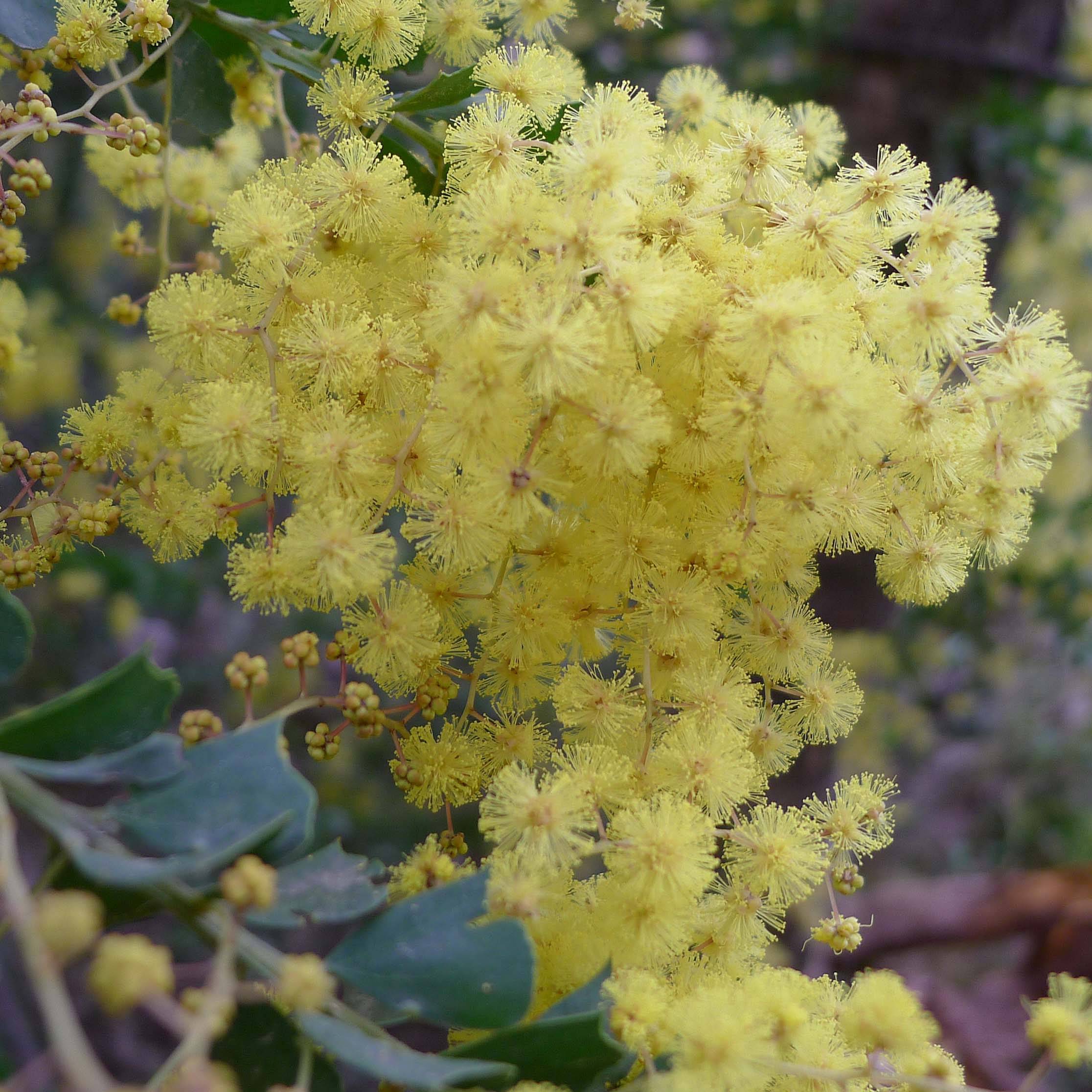 Promesse de Fleurs - Mimosa - Acacia pravissima Pot de 3L/4L