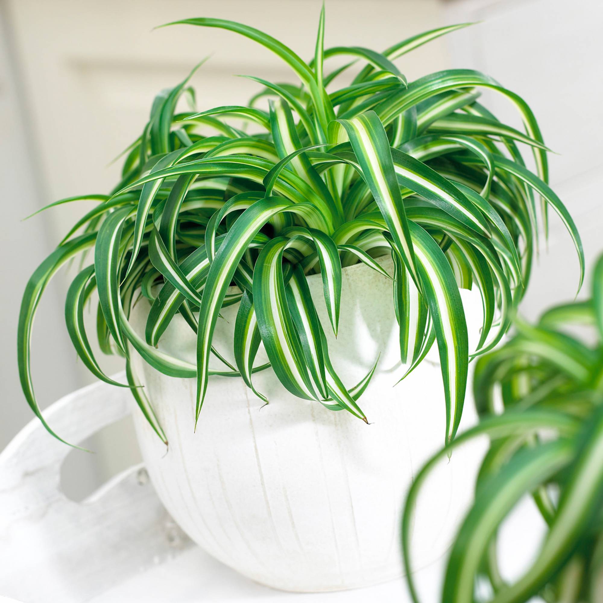 Gardenersdream - Superbe Plante D'Intérieur Chlorophytum Chevelu "Bonnie" Phalangère Retombante - GardenersDream - Imagen 1