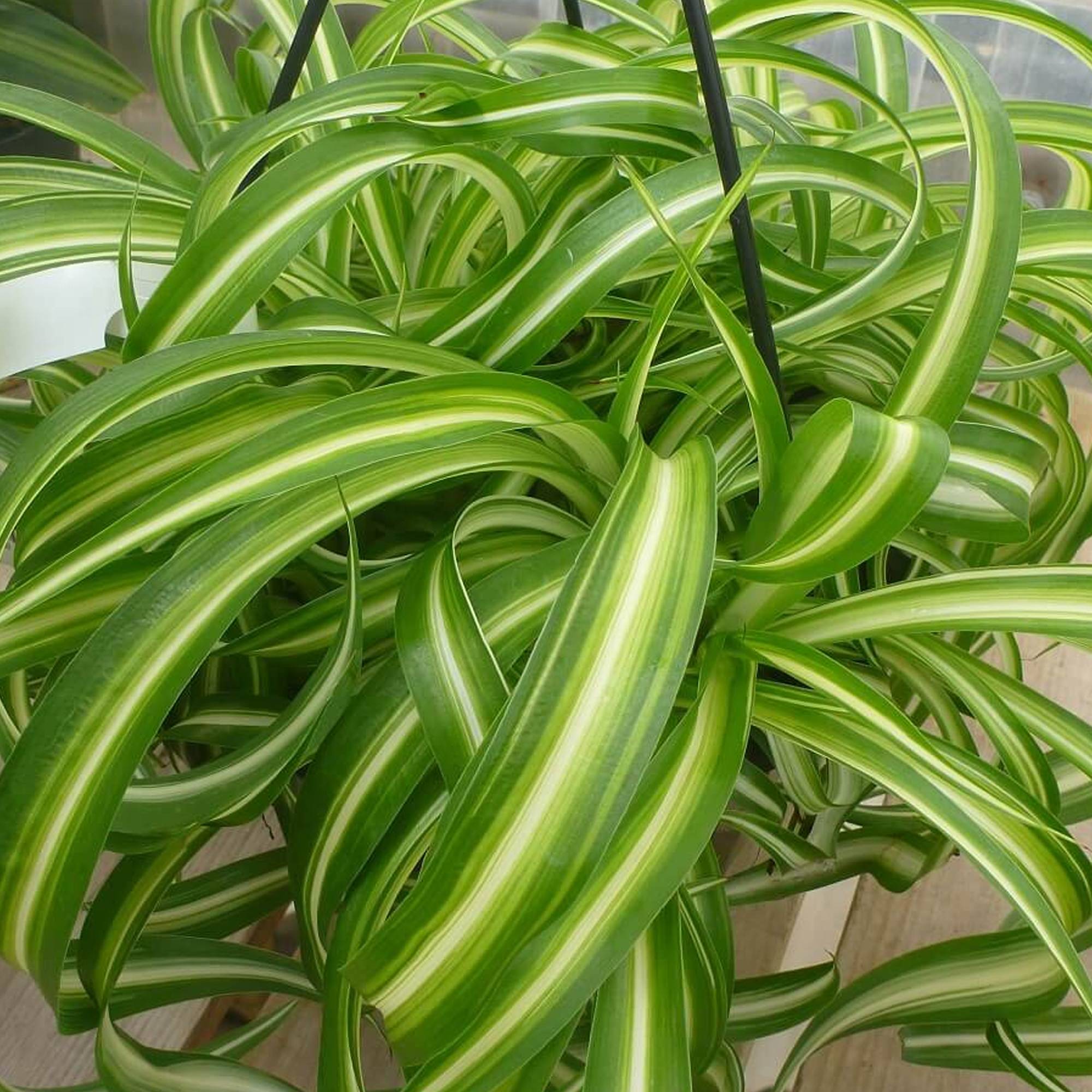 Gardenersdream - Superbe Plante D'Intérieur Chlorophytum Chevelu "Bonnie" Phalangère Retombante - GardenersDream - Imagen 3