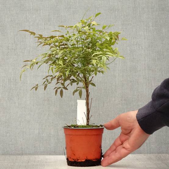 Nandina domestica Flirt - Bambou sacré nain Pot de 12 cm / 13 cm - Image 2