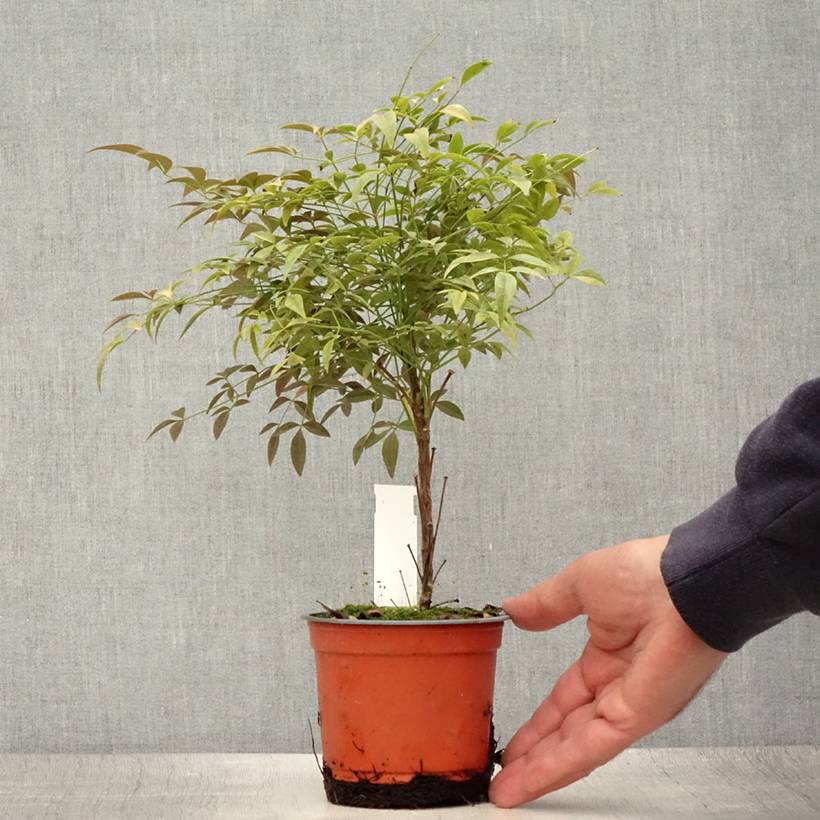 Nandina domestica Flirt - Bambou sacré nain Pot de 12 cm / 13 cm - Image 2