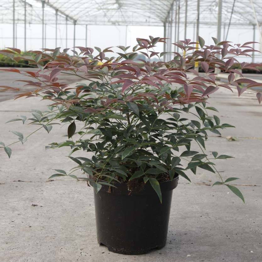 Promesse de Fleurs - Nandina domestica Flirt - Bambou sacré nain Godet de 8/9 cm