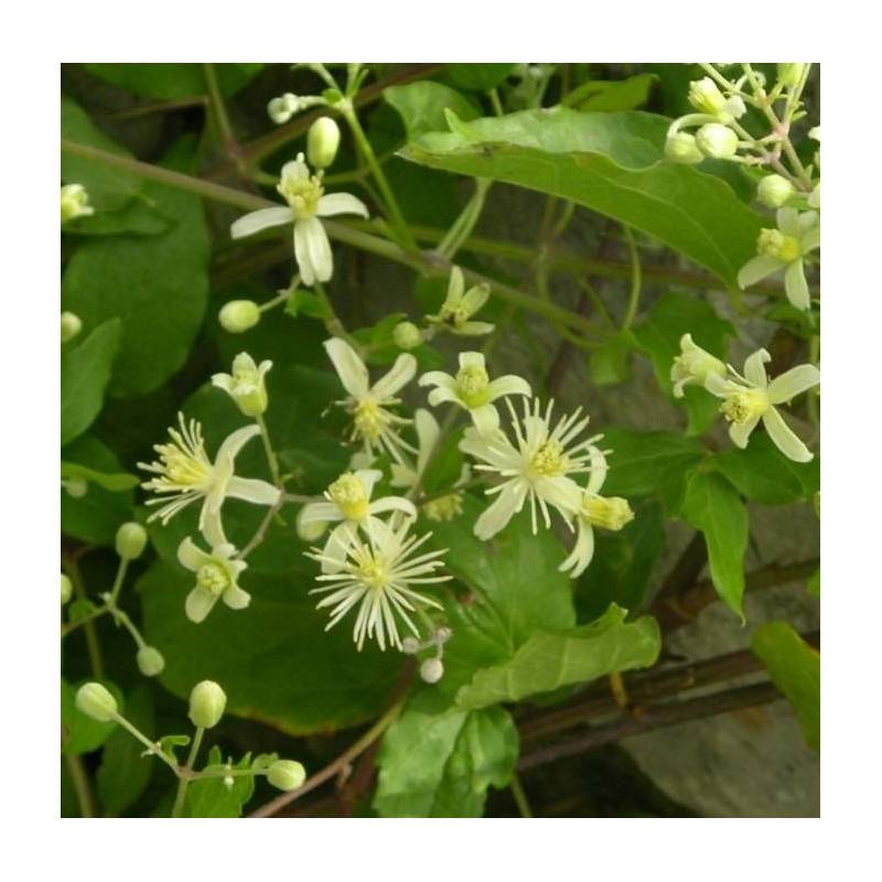 Clématite terniflora à fleurs Blanche - feuillage Caduc - Pot de 1,5L - Tuteur bambou 30/60 cm-  hauteur à maturité De 5,00 m à 10,00 m