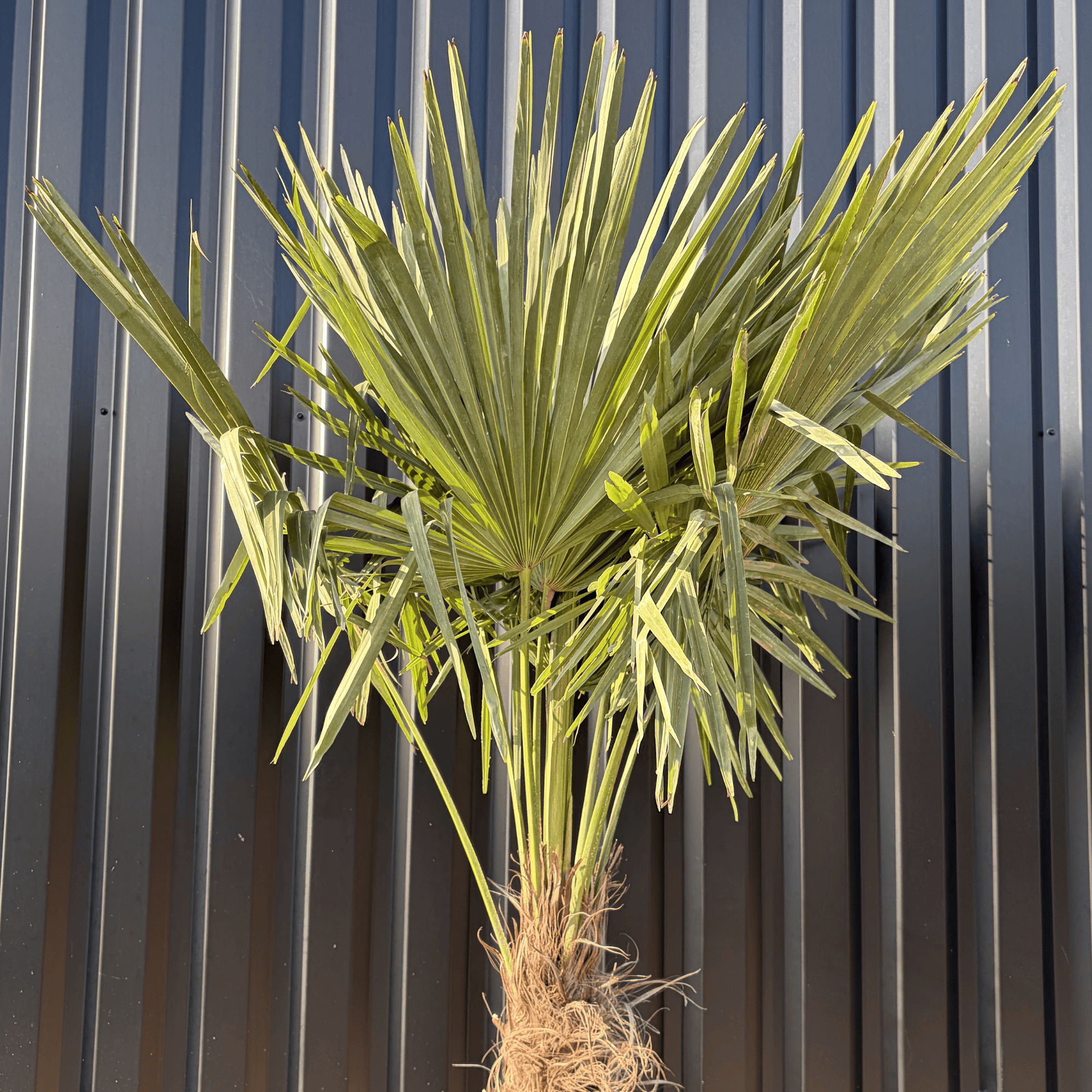 Palmier Trachycarpus Fortunei Tronc de 80/100 cm, H.220 cm - Image 2