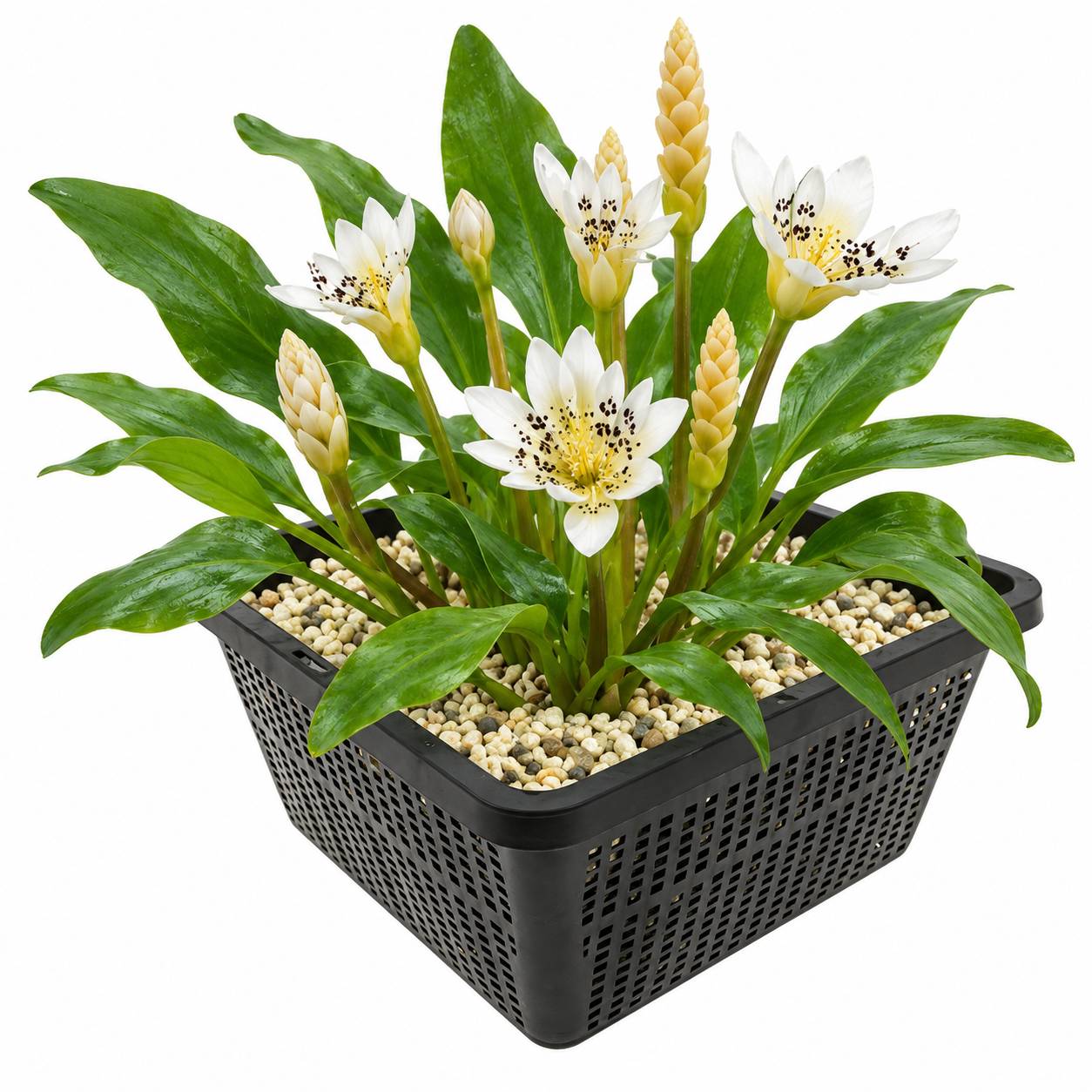 Nénuphar du Cap - Aponogeton distachyos