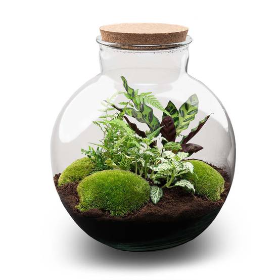 Diy Planten Terrarium (Avec Verlichting) - D31 H31cm - Image 1