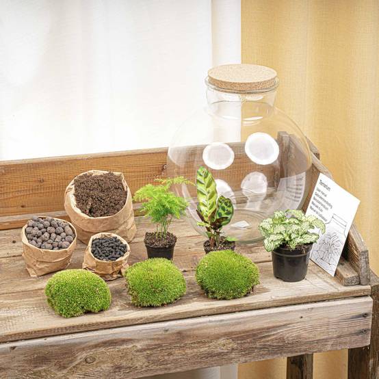 Diy Planten Terrarium (Avec Verlichting) - D31 H31cm - Image 2