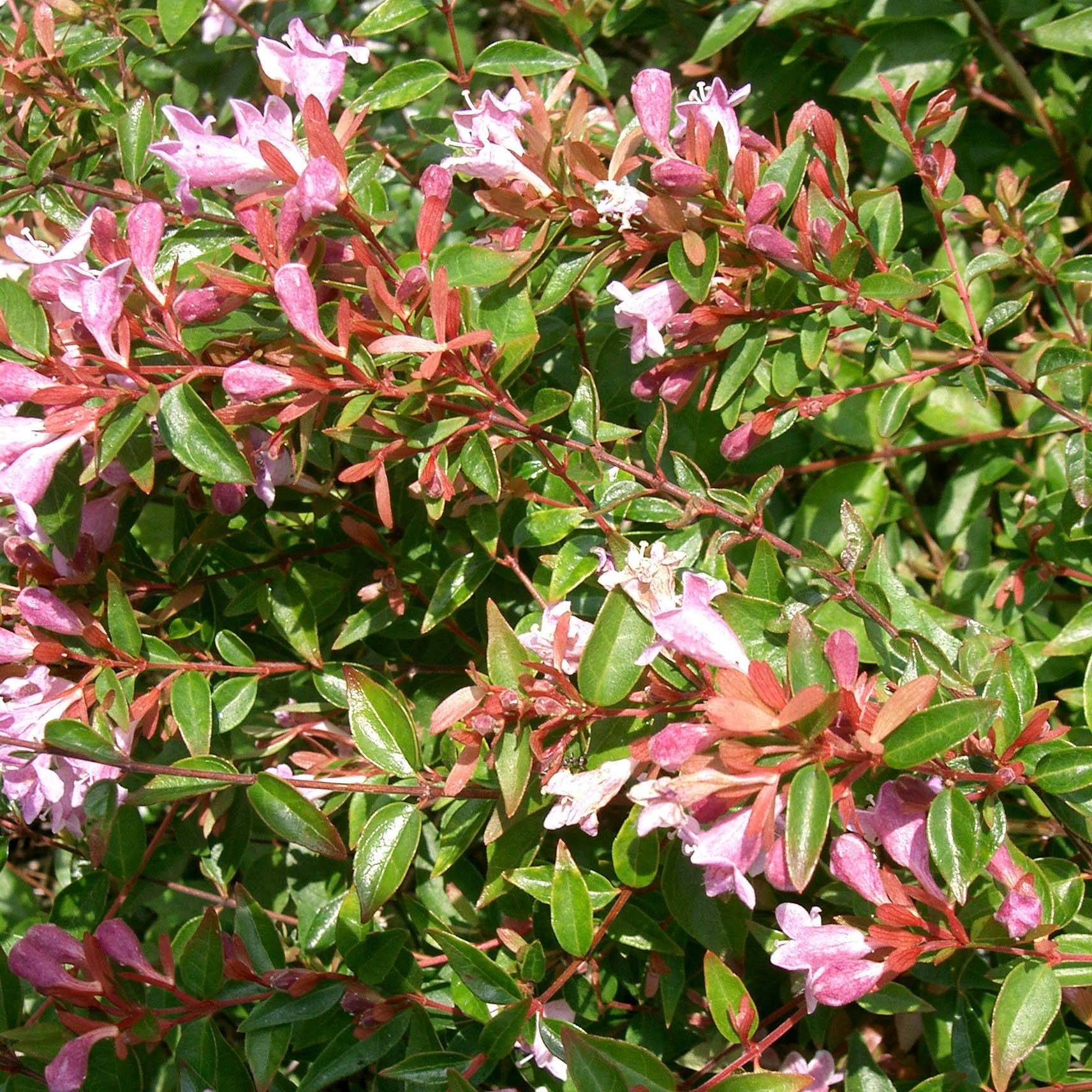 Promesse de Fleurs - Abelia Edward Goucher Pot de 7,5L/10L - Image 1