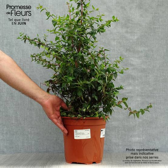 Promesse de Fleurs - Abelia Edward Goucher Pot de 7,5L/10L - Image 2