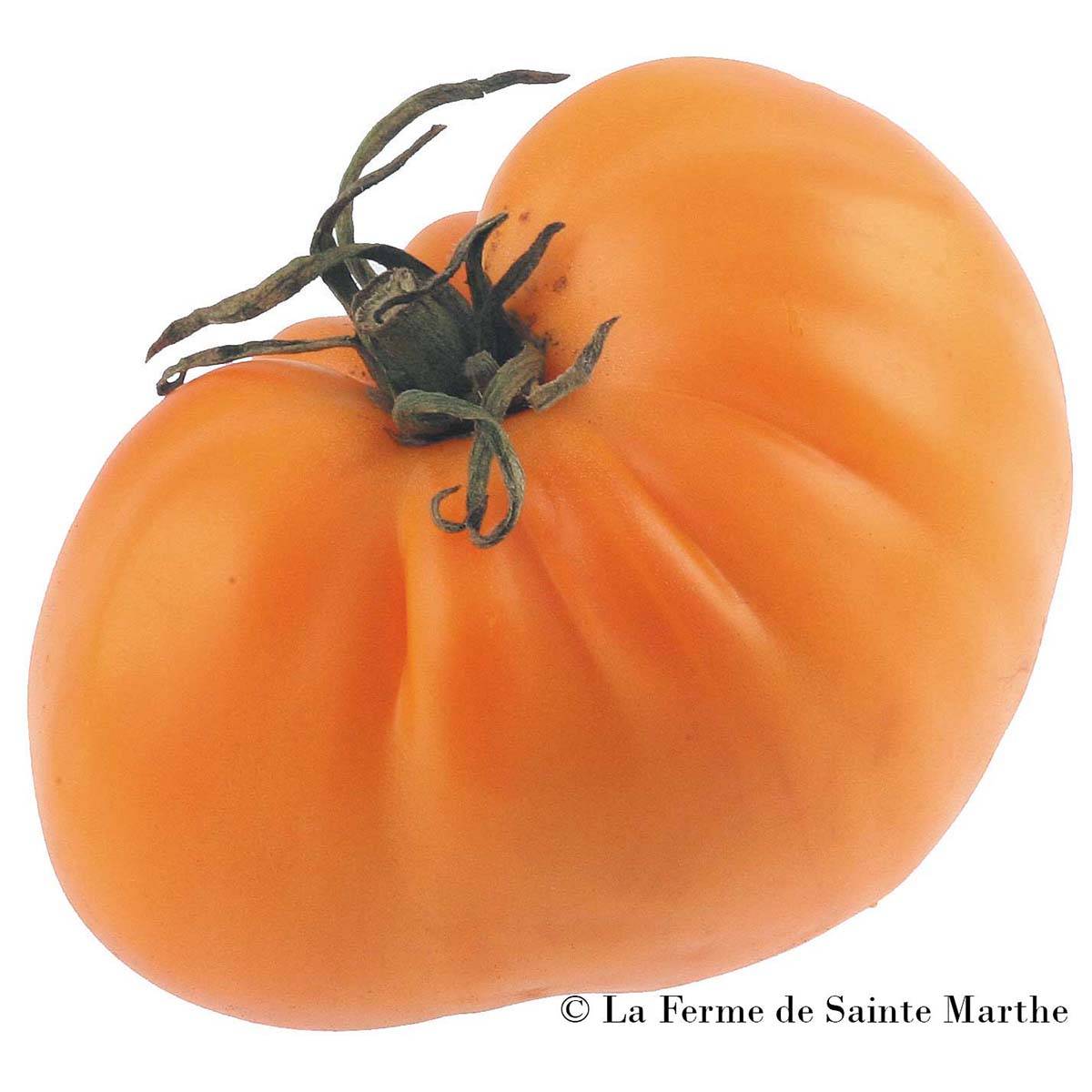 Tomate Golden Jubilee Bio - Ferme de Sainte Marthe le sachet de 50 graines environ