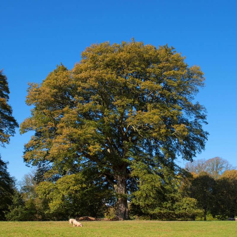 Chêne chevelu (Quercus cerris) - Godet - Taille 20/40cm - Pépinières Naudet - Image 3