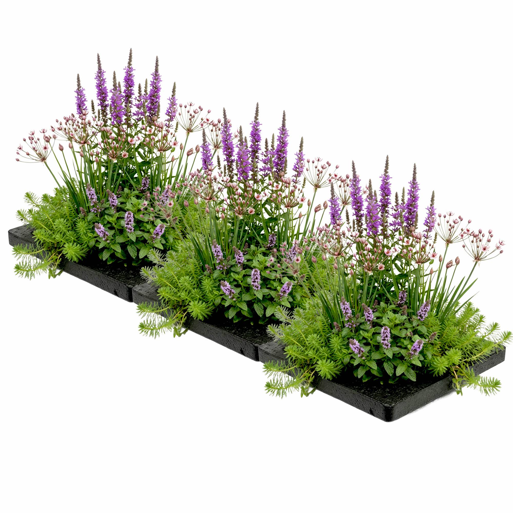0 - Île Bassin Anti-Moustiques 75x25 cm - Set 12 Plantes et 3 Anneaux - Image 1