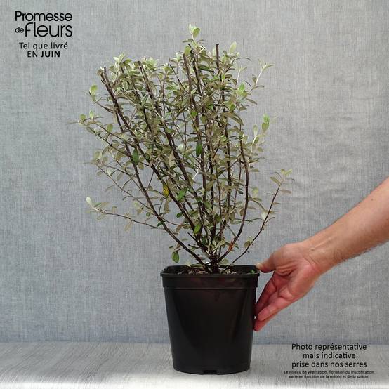 Corokia virgata Frosted chocolate - Corokie Pot de 4L/5L - Image 2